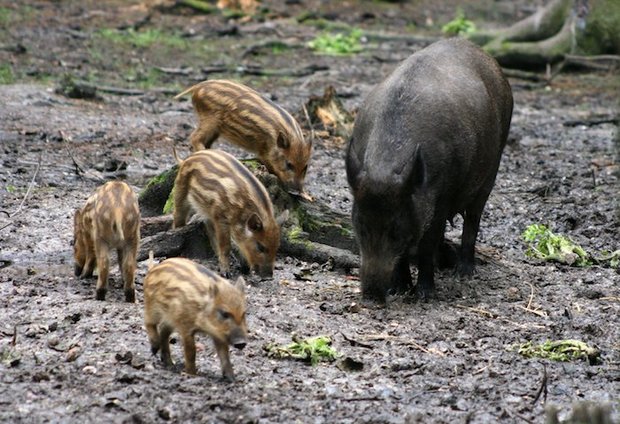 Wildschweine profitieren vom warmen Klima, vermehren sich kräftig und..