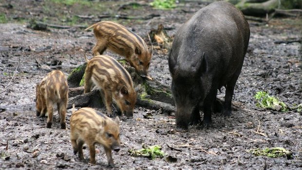 Wildschweine profitieren vom warmen Klima, vermehren sich kräftig und..