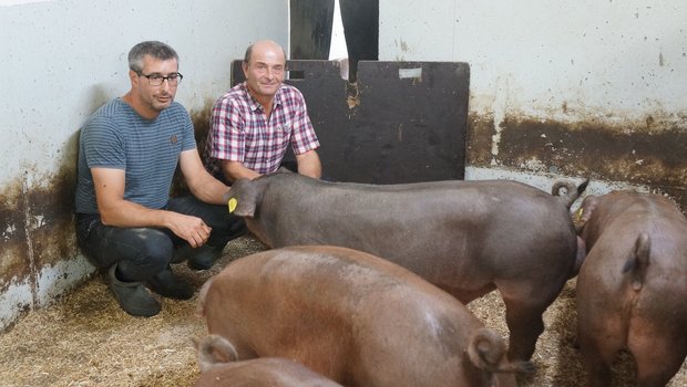 Ruedi Huber und Ueli Tanner (v.l.) produzieren praktisch exklusiv Duroc-Schweinefleisch. (Bild Martin Brunner)