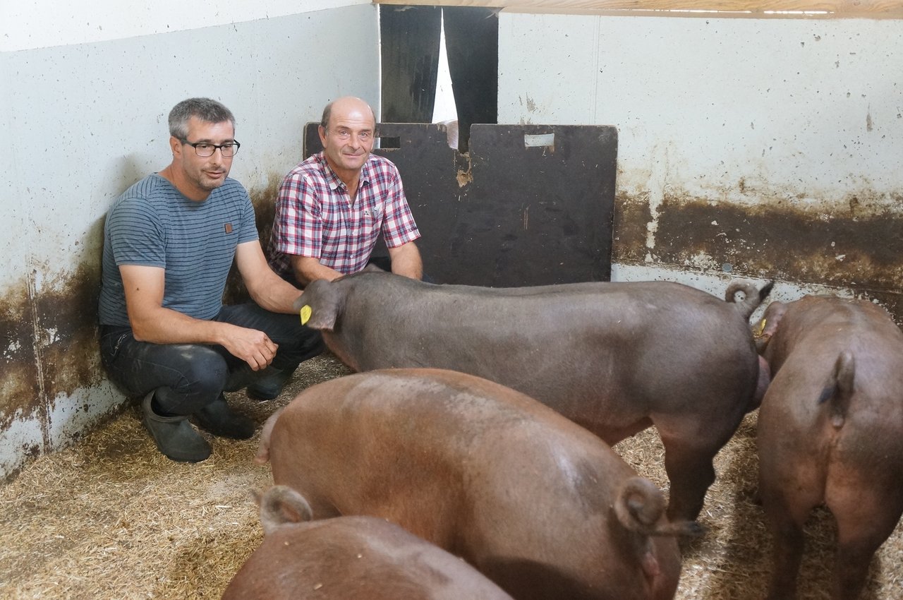 Ruedi Huber und Ueli Tanner (v.l.) produzieren praktisch exklusiv Duroc-Schweinefleisch. (Bild Martin Brunner)