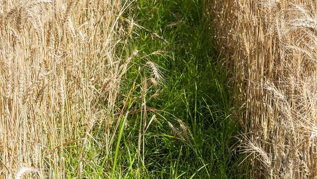 Erdmandelgras kann sich in verschiedenen Kulturen ausbreiten und dank der Knöllchen über Maschinen verschleppt werden. (Bilder Agroscope)