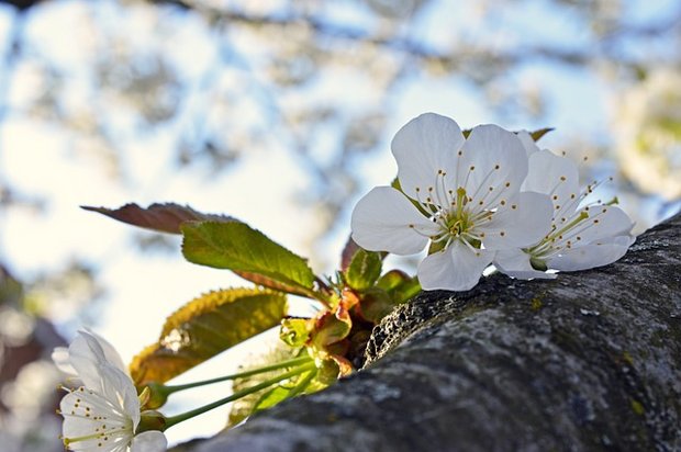 Kirschblüten sind so sensibel wie sie aussehen: sowohl für die Bestäubung wie auch die Befruchtung braucht es warme Temperaturen. (Bild PIxabay)