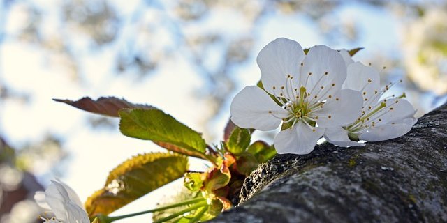 Kirschblüten sind so sensibel wie sie aussehen: sowohl für die Bestäubung wie auch die Befruchtung braucht es warme Temperaturen. (Bild PIxabay)
