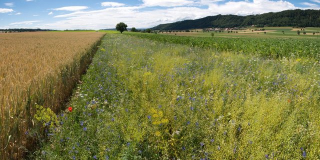 Nützlingsstreifen fördern die Biodiversität und helfen bei der Schädlingskontrolle im Feld. (Bild Gabriela Brändle / Agroscope) 