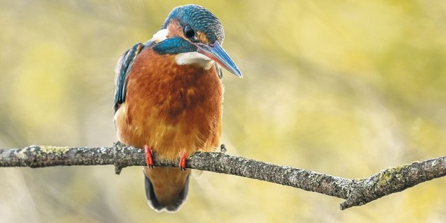 Mit 16 bis 17 Zentimetern ist der Eisvogel keine besonders grosse Art. Berühmt gemacht haben ihn sein blaues Federkleid und die heimliche Lebensweise. Beim Vogel auf diesem Bild handelt es sich um ein Weibchen.