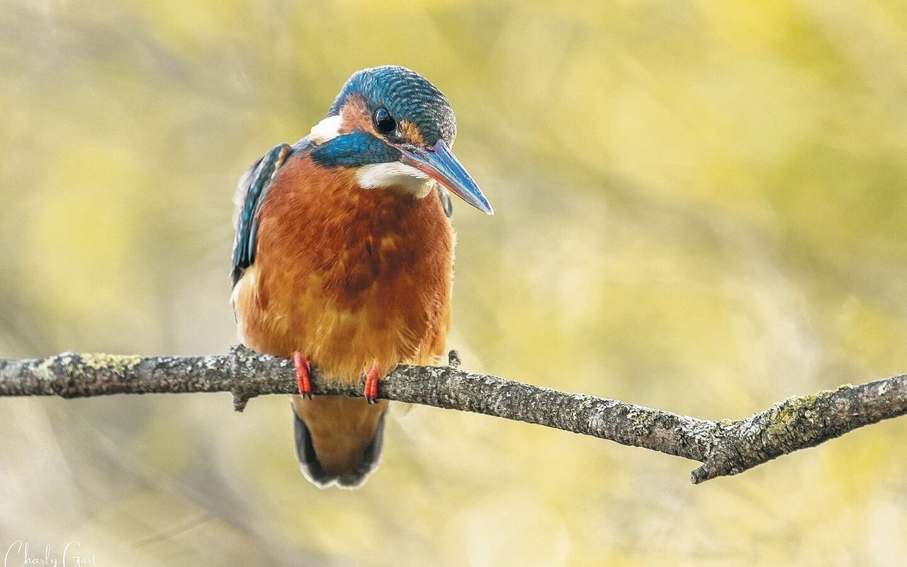 Mit 16 bis 17 Zentimetern ist der Eisvogel keine besonders grosse Art. Berühmt gemacht haben ihn sein blaues Federkleid und die heimliche Lebensweise. Beim Vogel auf diesem Bild handelt es sich um ein Weibchen.