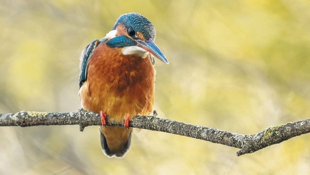 Mit 16 bis 17 Zentimetern ist der Eisvogel keine besonders grosse Art. Berühmt gemacht haben ihn sein blaues Federkleid und die heimliche Lebensweise. Beim Vogel auf diesem Bild handelt es sich um ein Weibchen.