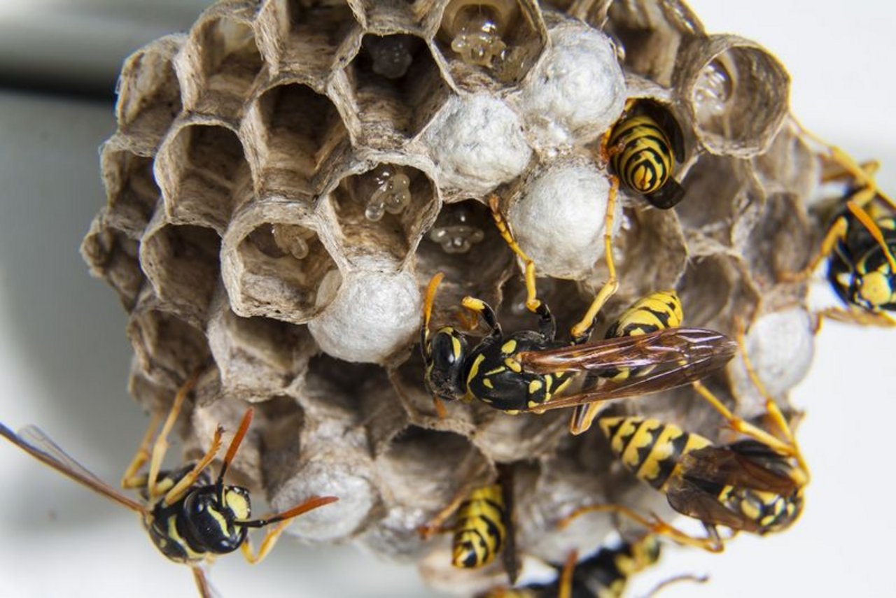 Gefrässige Wespen fressen den Zürcher Weinbauern die Trauben weg. Schuld daran ist wohl das Wetter. (Symbolbild Pixabay)