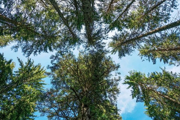 Das geplante Waldreservat wird rund 4500 Hektaren gross. (Bild lid)
