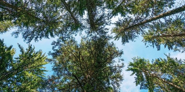 Das geplante Waldreservat wird rund 4500 Hektaren gross. (Bild lid)