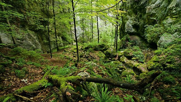 Der regionale Naturpark Thal hat für weitere 10 Jahre das Parklabel. (Bild Schweiz Tourismus)