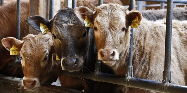 Eine Agridea-Studie stellt der Schweiz ein gutes Zeugnis im Tierschutz aus. (Bild ji)