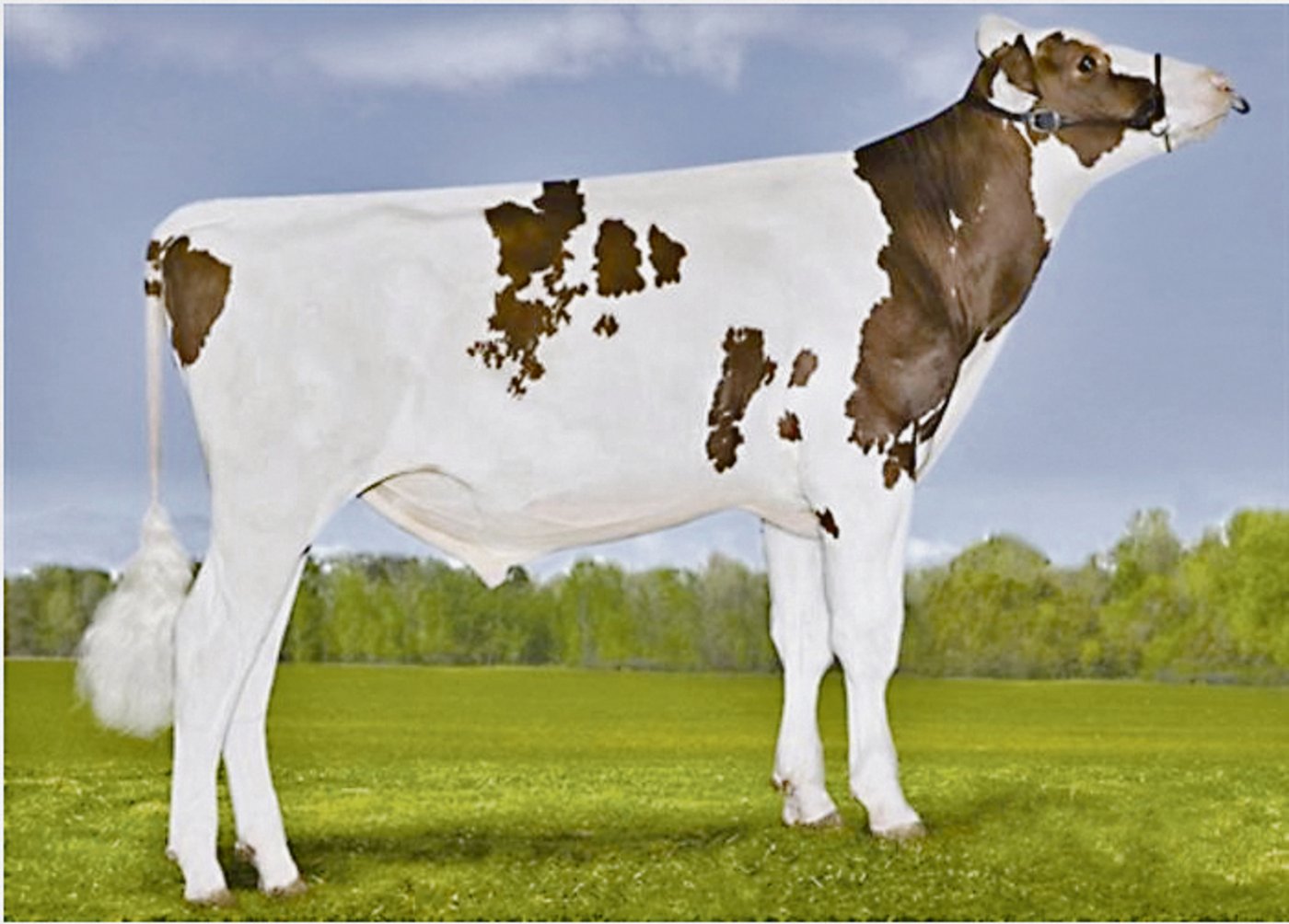 Der Stier Airship führt neu die Rangliste nach Iset an. (Bild Patty Jones)