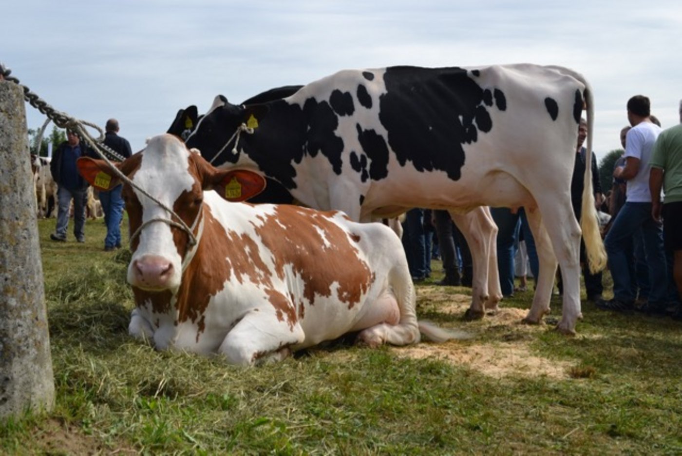 Aber auch Kühe gehören dazu. (Bild jba)