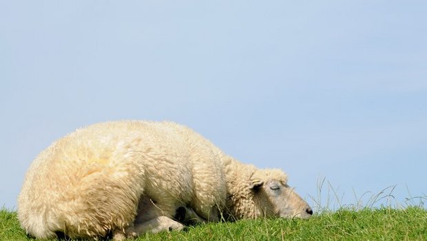 Zu den guten Neuigkeiten gehört, dass jetzt Massenmeldungen von Schafen möglich sein sollten. (Bild Fotolia)