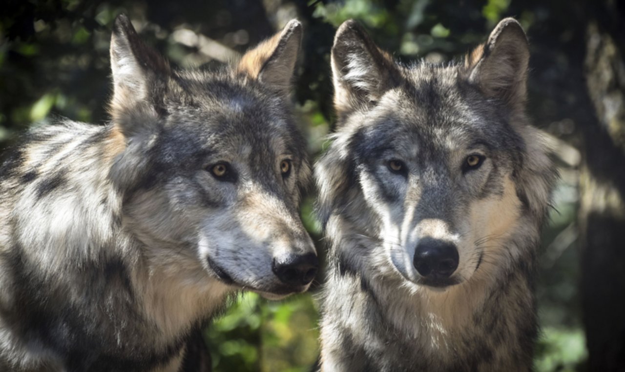 Ob es Wolfshybride in der Schweiz überhaupt gibt, ist umstritten. (Symbolbild Pixabay)