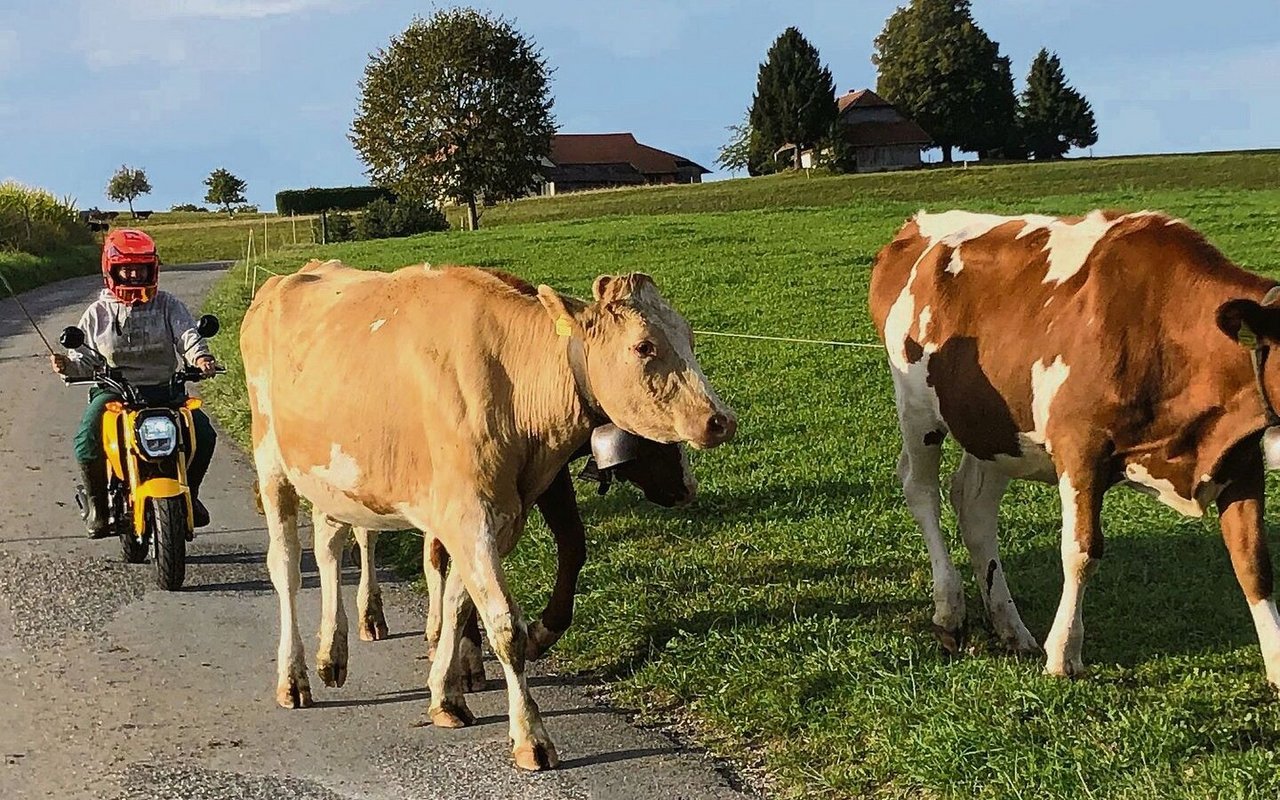 Das Positive des Tages: Die Kühe mit dem Töff holen.