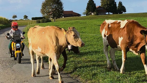 Das Positive des Tages: Die Kühe mit dem Töff holen.