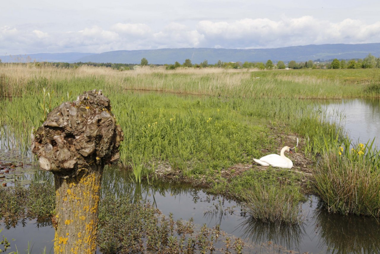 Das Grosse Moos wurde ökologisch bereits aufgewertet, so mit Biotopen wie hier bei Müntschemier. 