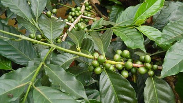 Das Klima und die Bestäubung durch die Bienen sind für das Gedeihen der Kaffepflanzen wichtig. (Bild Pixabay)