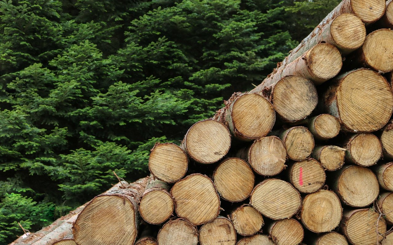 Die kürzlichen Preissteigerungen für Holz gingen vor allem an die Wertschöpfungskette, nicht an Waldbesitzer. Auch heute sind die Rundholzpreise auf einem Rekordtief. (Bild Unsplash)