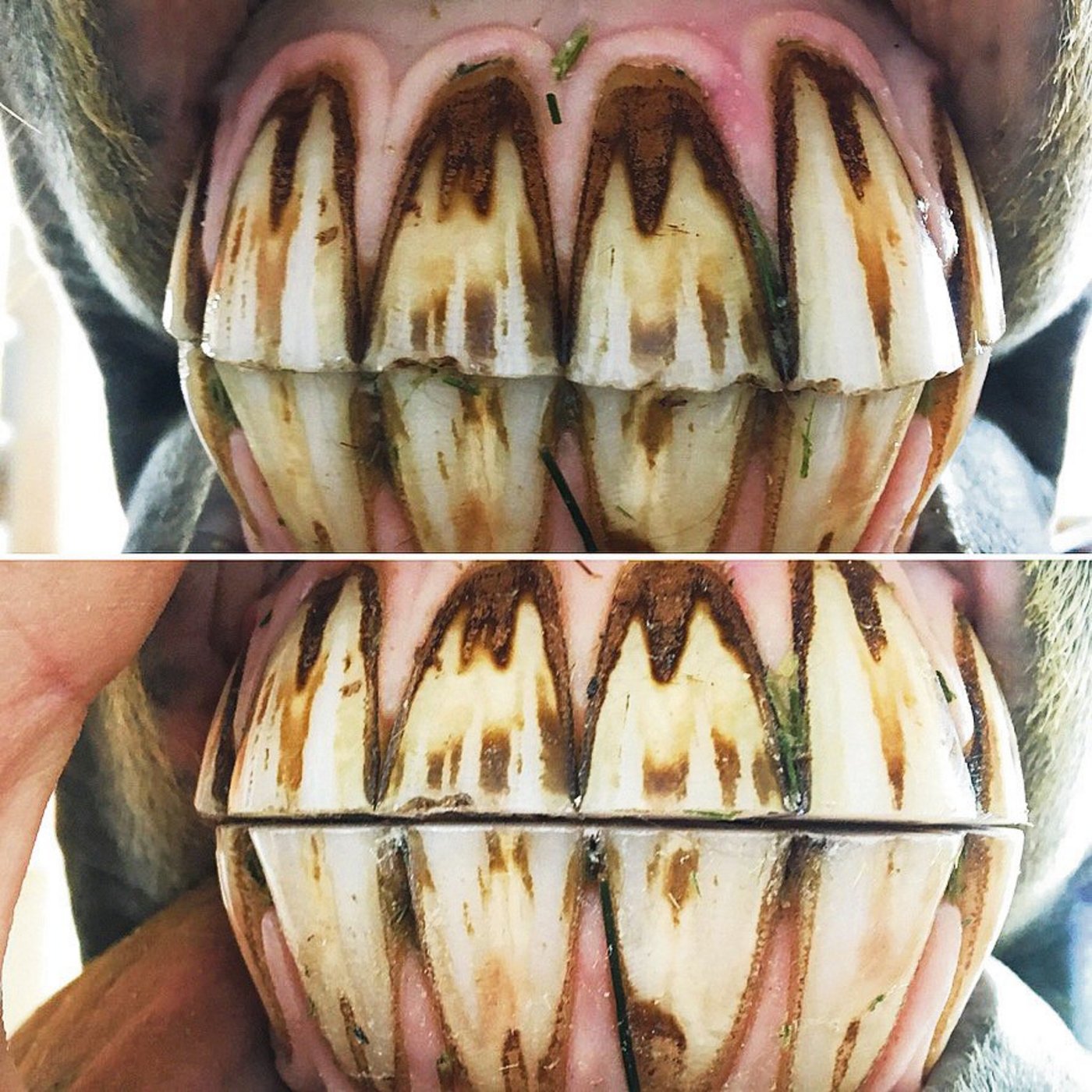 Schiefe Schneidezähne vor der Behandlung (o.) und dasselbe, ausbalancierte Gebiss nach der Bearbeitung (u.). (Bild Johanna Probst)