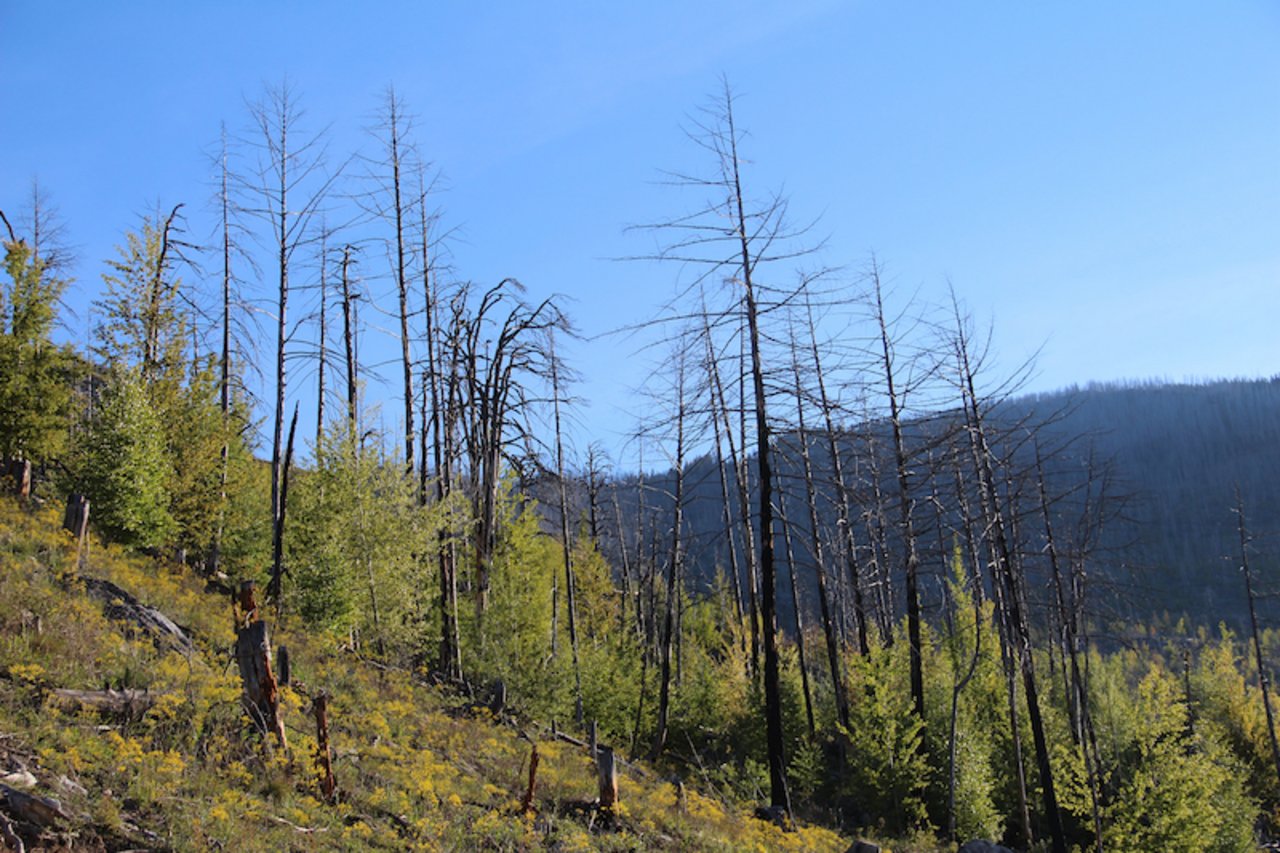 Auch 16 Jahre nach dem Feuer sind die abgestorbenen Bäume in der Waldbrandfläche immer noch deutlich sichtbar. Dazwischen setzt die natürliche Wiederbewaldung mit ersten Laubbäumen ein. (Bild Vogelwarte Sempach Hugo Rey)