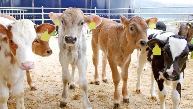 Die Kälbermäster schauen dem neuen Regime gelassen entgegen, die Präsenz des Tierarztes beim Einstallen sei zu begrüssen. (Bild BauZ)