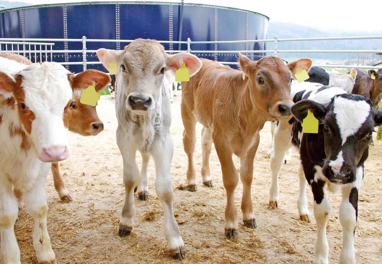 Die Kälbermäster schauen dem neuen Regime gelassen entgegen, die Präsenz des Tierarztes beim Einstallen sei zu begrüssen. (Bild BauZ)