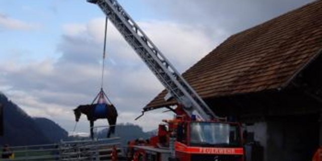 Immer wieder verunfallen Grosstiere in Mist- oder Jauchgruben. Hier ein Bild einer Bergung in Ennetmoos NW. (Bild Grosstier-Rettungsdienst)