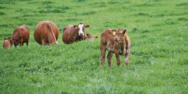 Erste Zahlen von Mutterkuh-Klimaprojekten gibt es am Nordwestschweizer Mutterkuhtag.