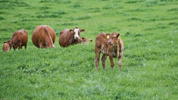 Erste Zahlen von Mutterkuh-Klimaprojekten gibt es am Nordwestschweizer Mutterkuhtag.