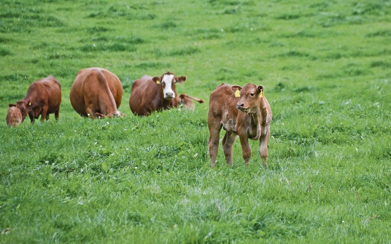 Erste Zahlen von Mutterkuh-Klimaprojekten gibt es am Nordwestschweizer Mutterkuhtag.