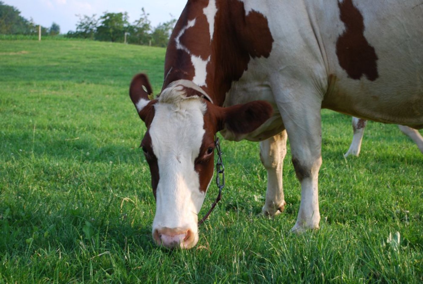 Ab 5 Jahren kommt es zur Abnutzung der Zähne der Kühe. (Bild BauZ)