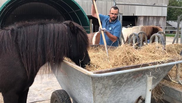 Beat Haslimeier verteilt das Heu, das zuvor während 45 Minuten bedampft wurde. Fütterungsversuche zeigten, dass es nicht nur die gesundheitlichen Problemen von Heuallergiker-Pferden löst, sondern den Tieren auch gut schmeckt. (Bild: JW)