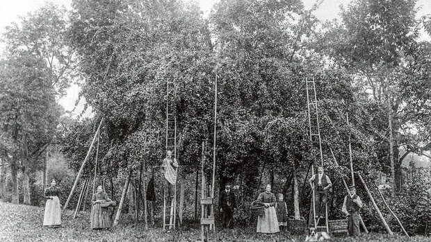 Vor dem «Baummord»: Eine Thurgauer Grossfamilie posiert bei der zeit- und materialaufwendigen Obsternte vor einem ihrer Hochstammbäume 
