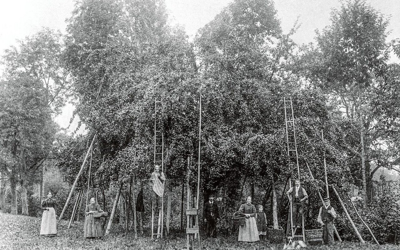 Vor dem «Baummord»: Eine Thurgauer Grossfamilie posiert bei der zeit- und materialaufwendigen Obsternte vor einem ihrer Hochstammbäume 