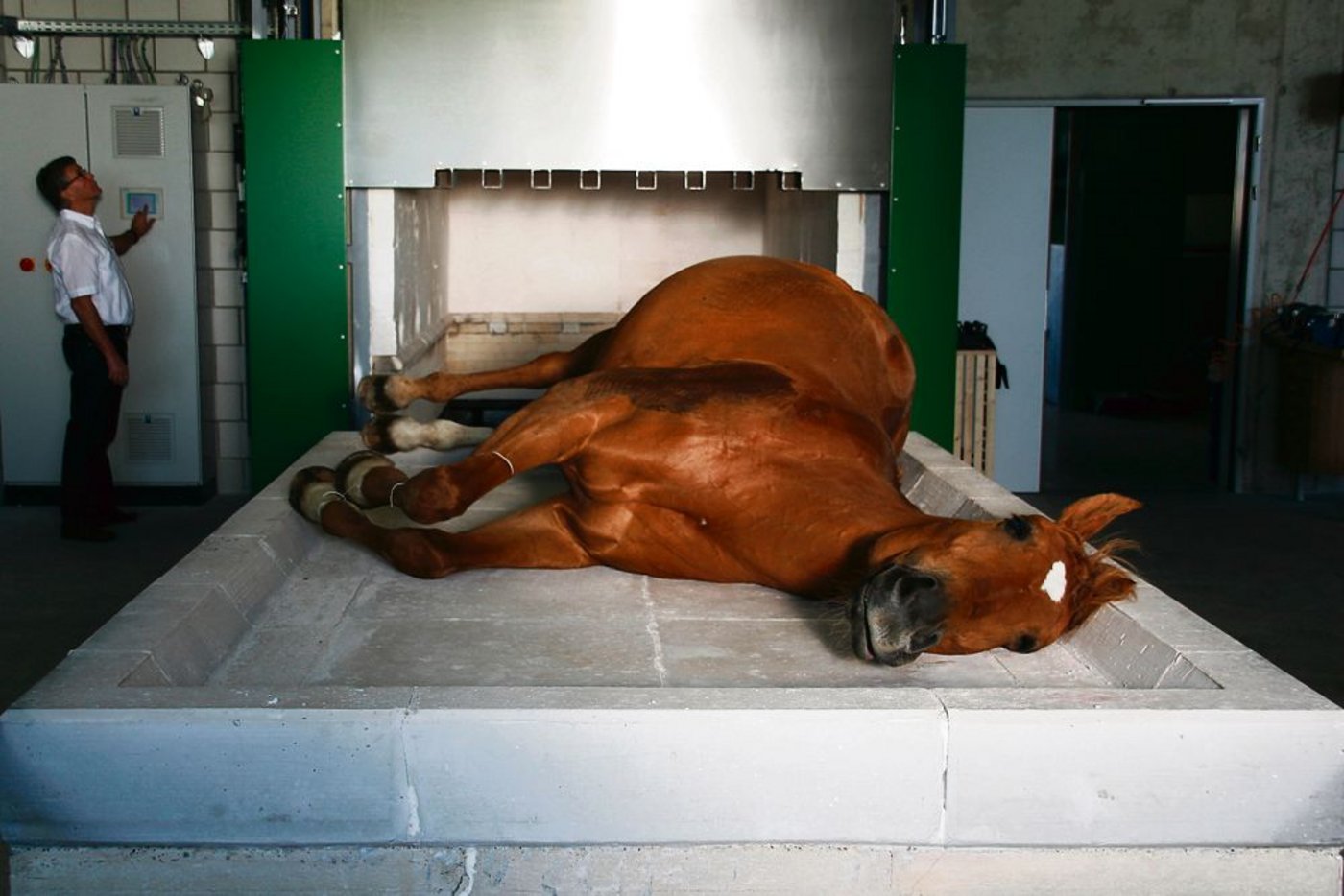 Von einem Grosspferd bleiben nach der Kremation rund 25 kg Asche übrig. (Bild: zVg)