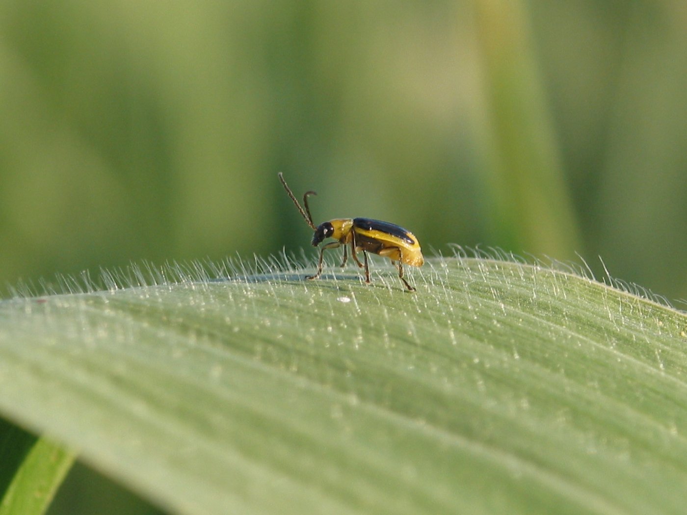 Die Fachstellen sind sich einig, der Maiswurzelbohrer kann nur mit einer Anbaupause in der Schweiz reguliert werden. (Bild BauZ)