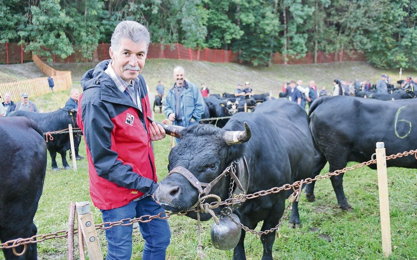 Fabien Sauthier, der neue Präsident des Schweizerischen Eringerviehzuchtverbands (SEZV), hier mit der vierjährigen Eringerkuh Sushi. Er liebt diese Urviehrasse seit seiner Kindheit.