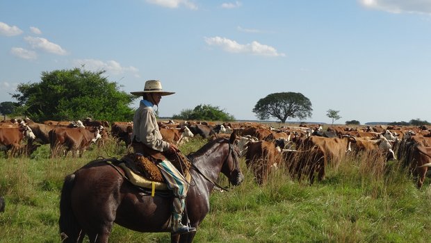 Eine Kuhherde, begleitet von einem Gaucho, in Argentinien. (Symbolbild Pixabay)