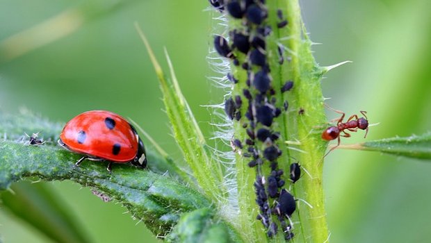 Als Larve bekämpfen Marienkäfer zuverlässig Läuse, als erwachsene Käfer brauchen sie blühende Pflanzen als Nahrung. (Bild Pixabay)