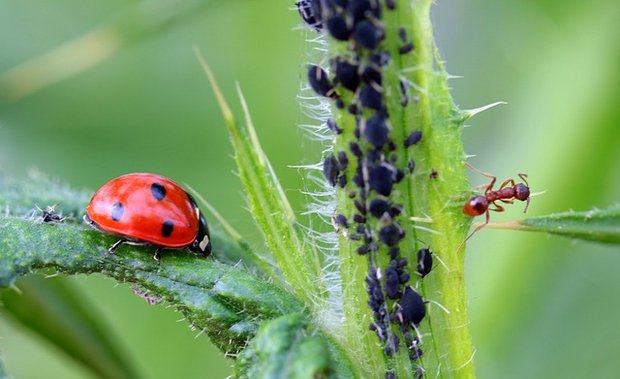 Als Larve bekämpfen Marienkäfer zuverlässig Läuse, als erwachsene Käfer brauchen sie blühende Pflanzen als Nahrung. (Bild Pixabay)