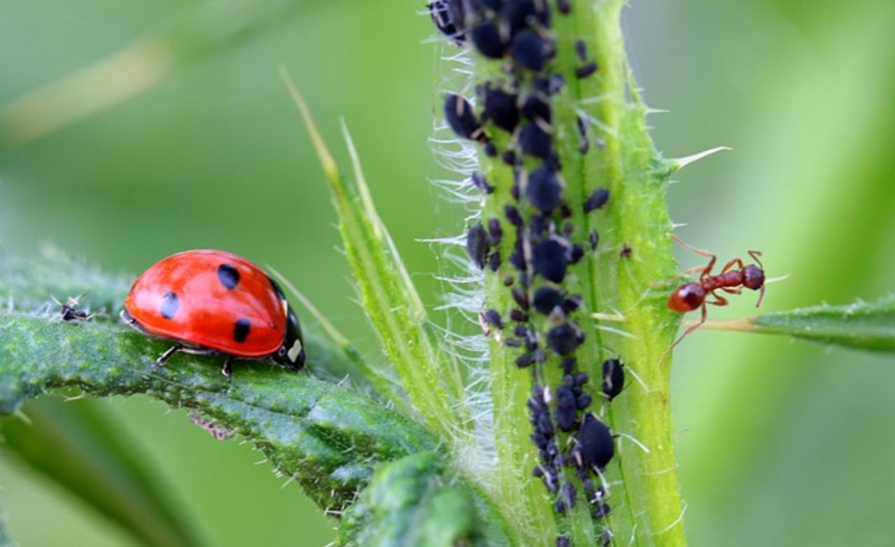 Als Larve bekämpfen Marienkäfer zuverlässig Läuse, als erwachsene Käfer brauchen sie blühende Pflanzen als Nahrung. (Bild Pixabay)