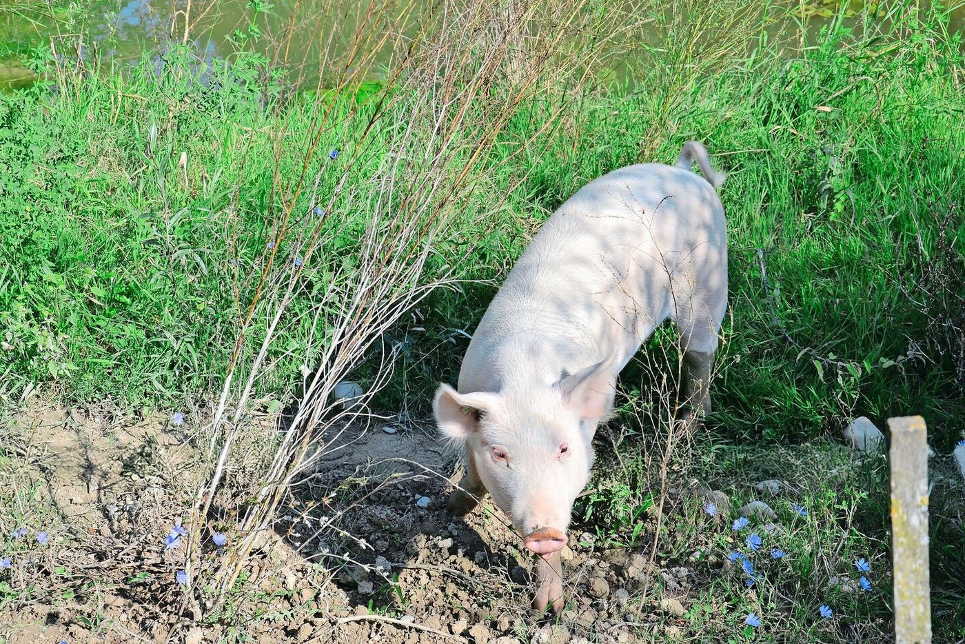 Auf 50 Aren halten drei Schweine den Lebensraum für Kreuzkröten in Schuss und sind gleichzeitig ein Hingucker für Spaziergänger.