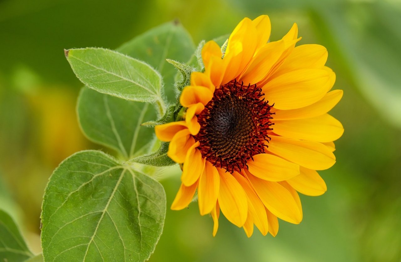 Sonnenblumen arbeiten mit innerer Uhr bauernzeitung.ch BauernZeitung
