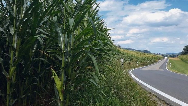 Mais als hochwachsen Mais als hochwachsende Kultur kann die Sicht der Verkehrsteilnehmenden beeinträchtigen.
