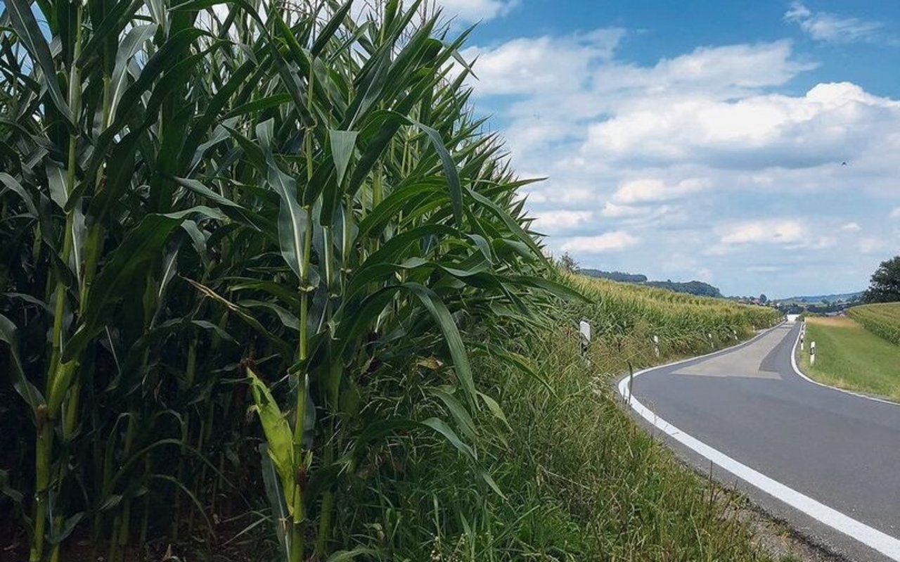 Mais als hochwachsende Kultur kann die Sicht der Verkehrsteilnehmenden beeinträchtigen.