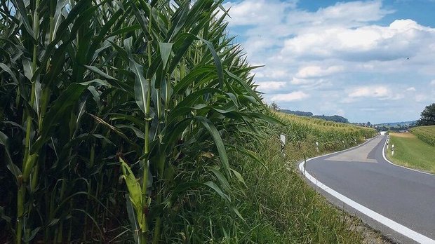 Mais als hochwachsen Mais als hochwachsende Kultur kann die Sicht der Verkehrsteilnehmenden beeinträchtigen.