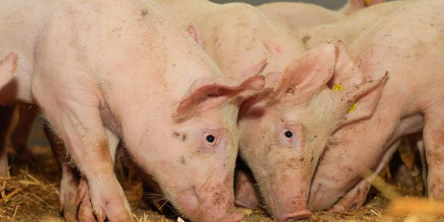 Der plötzliche Tod schöner und gesunder Tiere ist emotional belastend und kann finanziell verheerend sein. Bild: Peter Röthlisberger